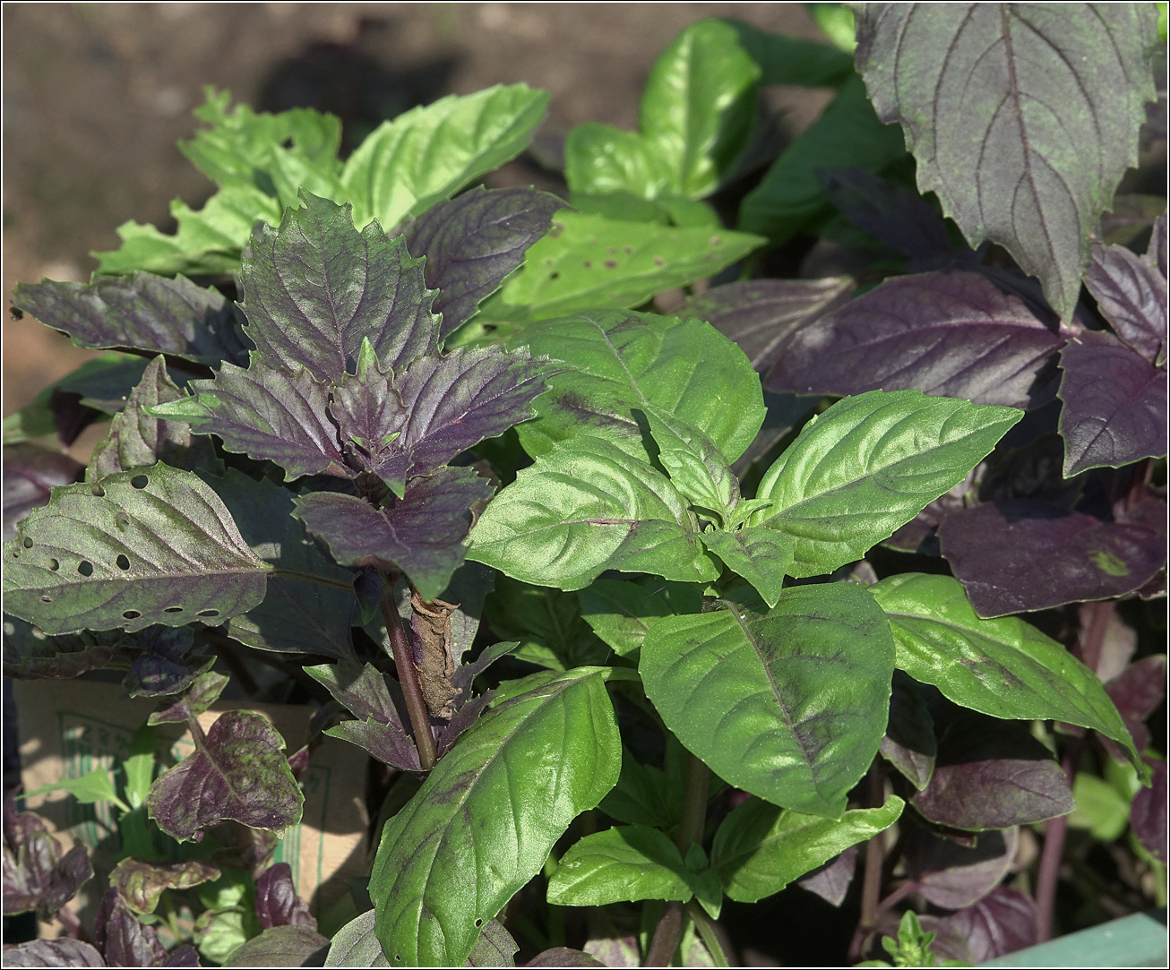 Image of Ocimum basilicum specimen.