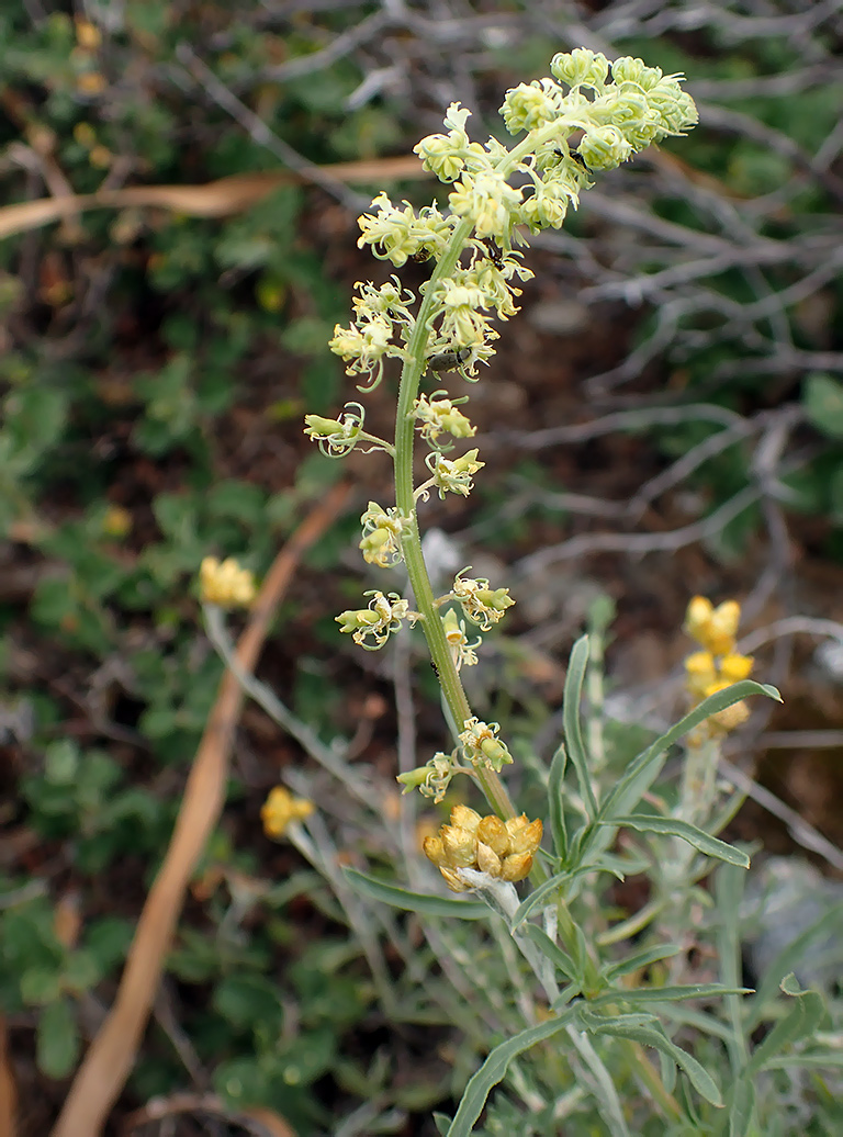 Изображение особи Reseda lutea.