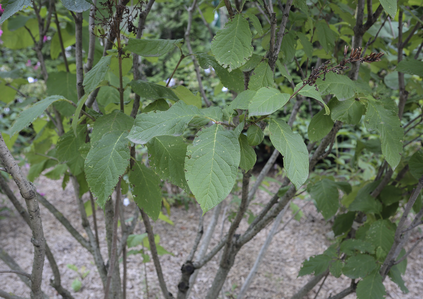 Изображение особи Syringa wolfii.