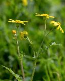 Senecio vernalis