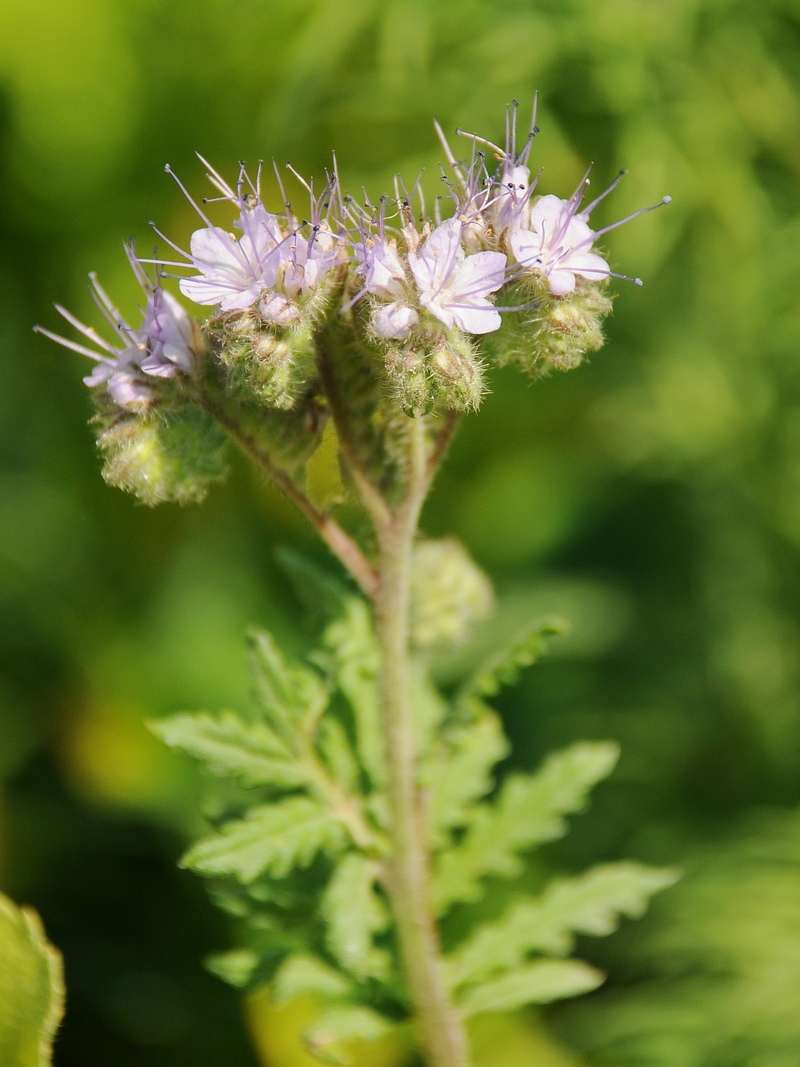 Image of Phacelia tanacetifolia specimen.