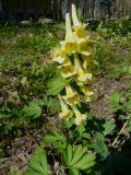 Corydalis bracteata