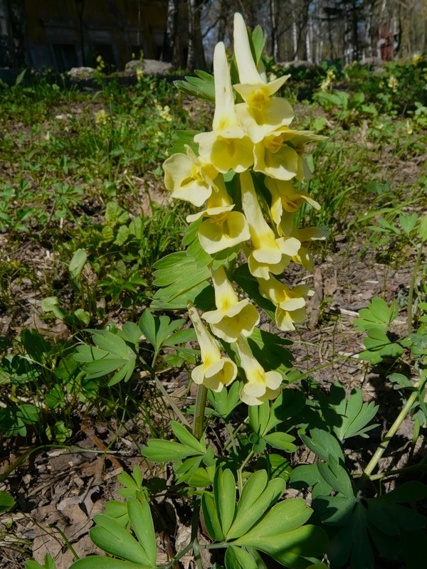 Изображение особи Corydalis bracteata.