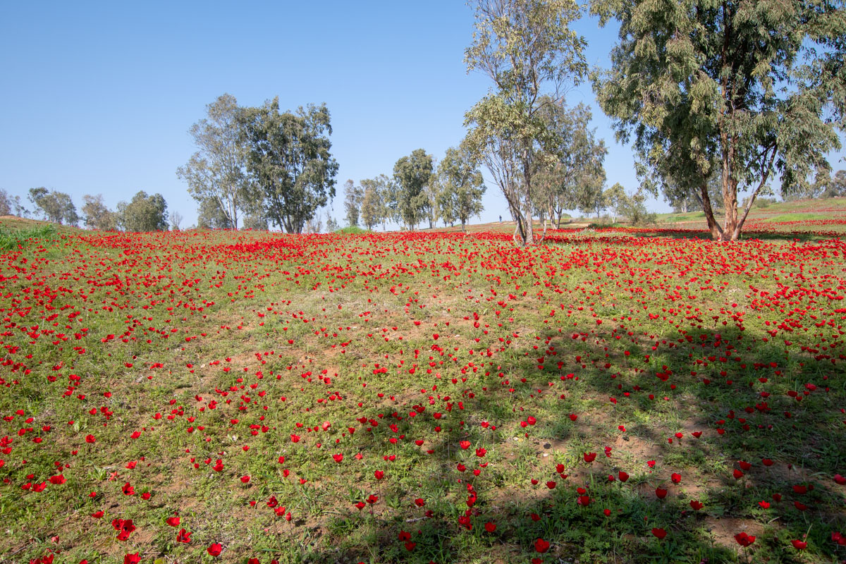 Image of Anemone coronaria specimen.