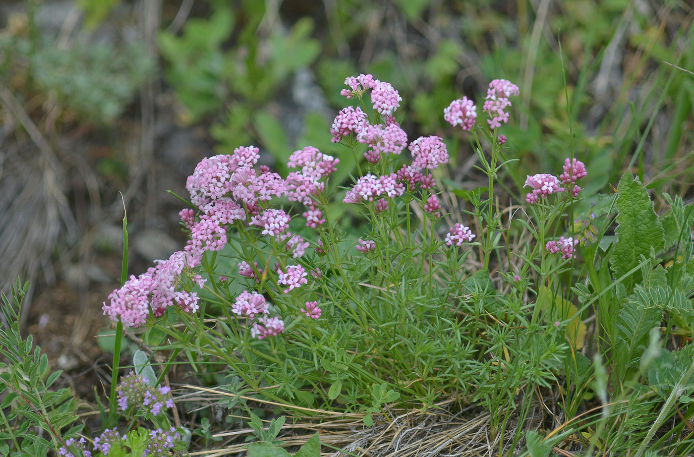 Изображение особи Asperula supina.