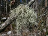 genus Usnea