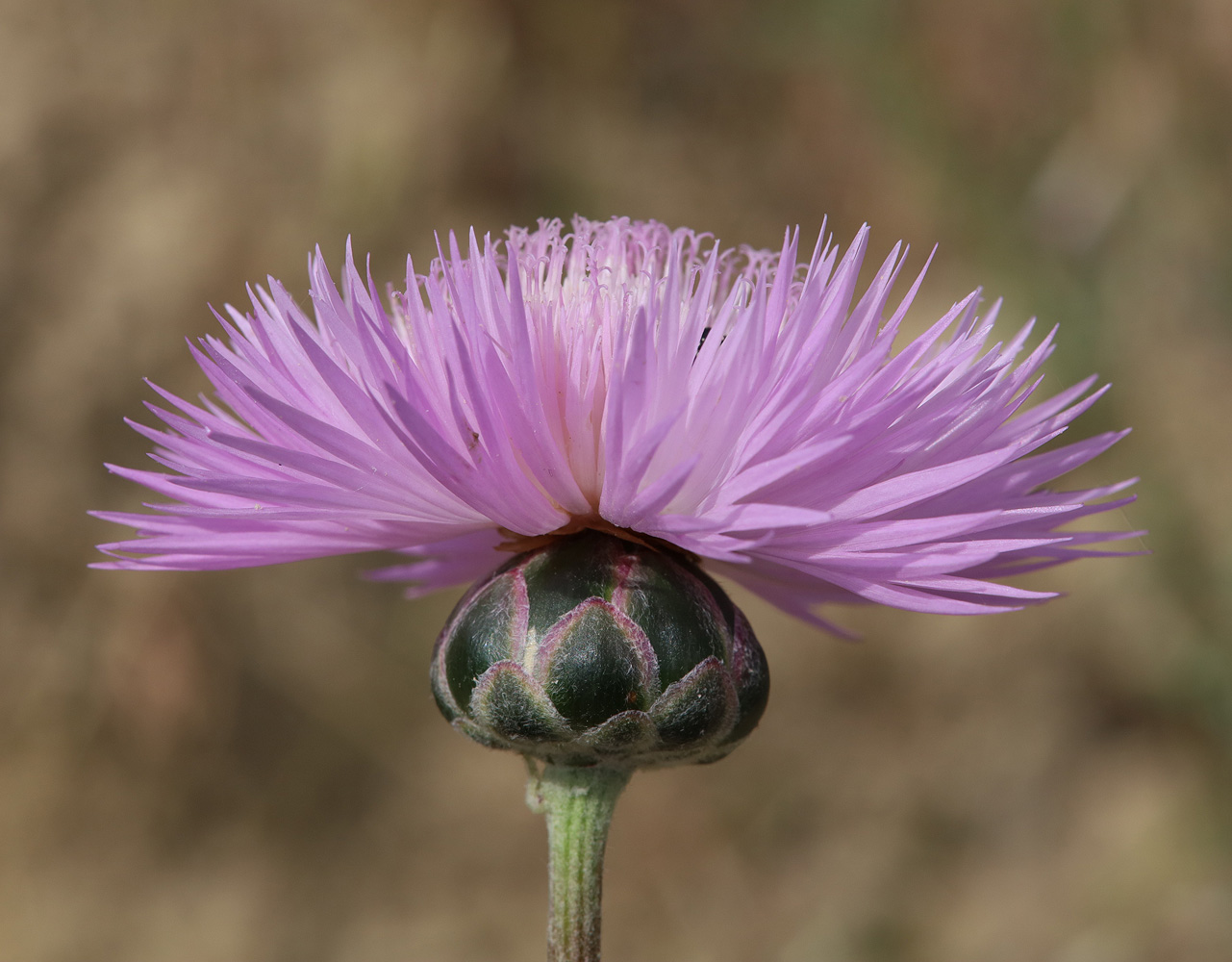 Image of Amberboa glauca specimen.