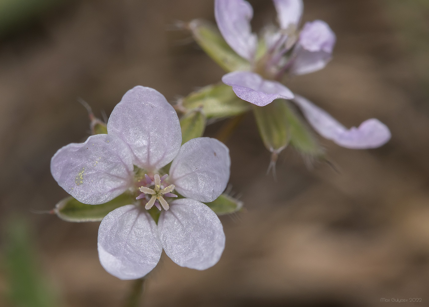 Image of Erodium cicutarium specimen.