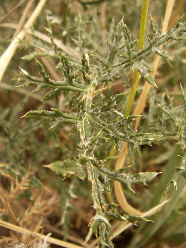 Image of Echinops albotomentosus specimen.