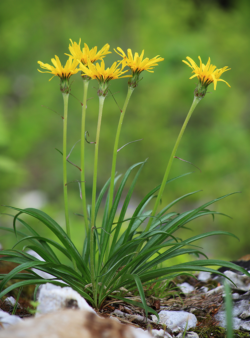 Изображение особи Scorzonera radiata.