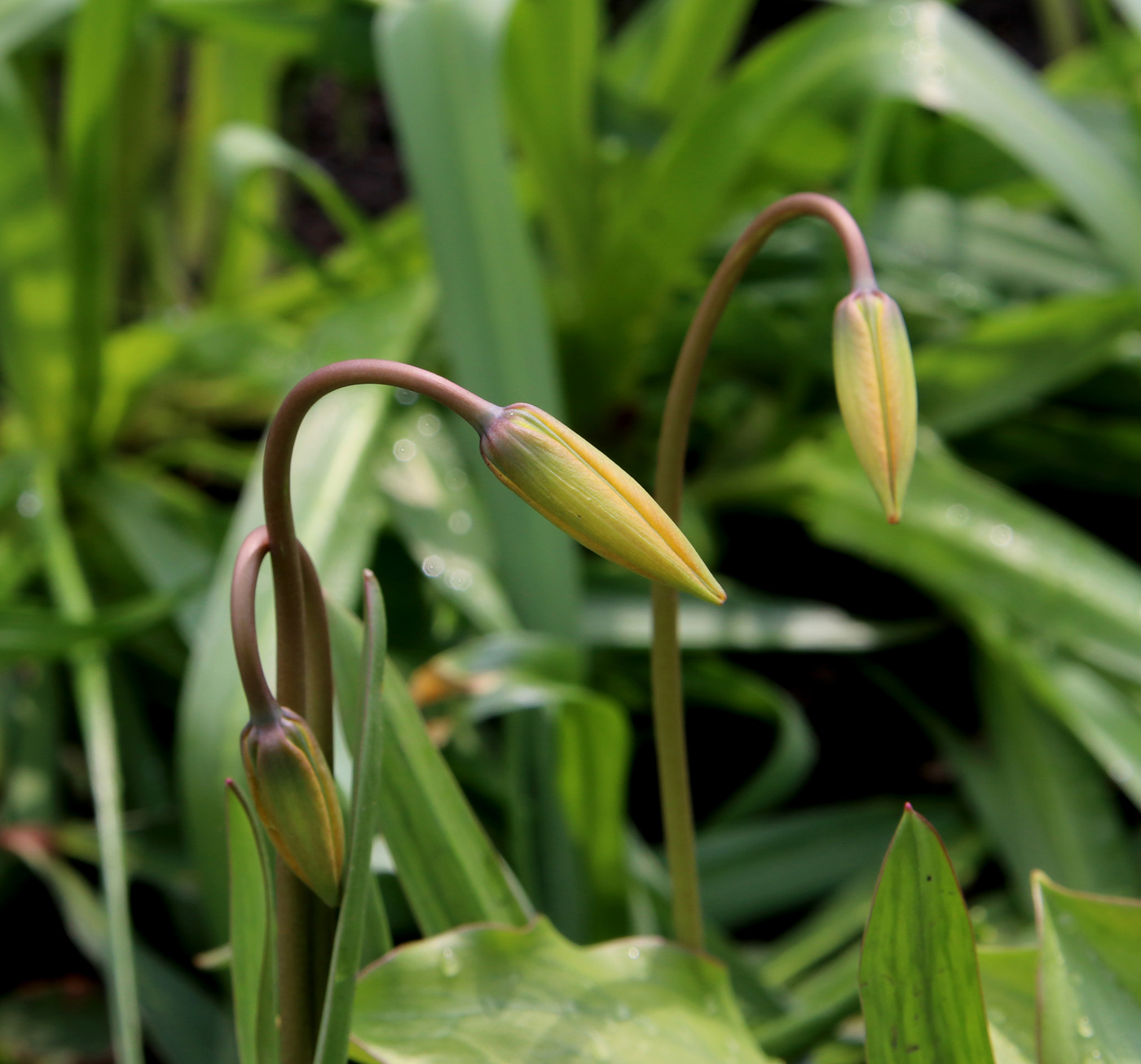 Image of Tulipa biebersteiniana specimen.