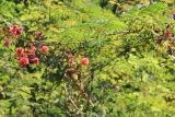 семейство Fabaceae. Побег с соцветиями. Мадагаскар, провинция Махадзанга, регион Боэни, окр. Марувуй, между реками Бетсибока и Махаджамба, заповедник \"Анкарафанцика\". 29.04.2018.