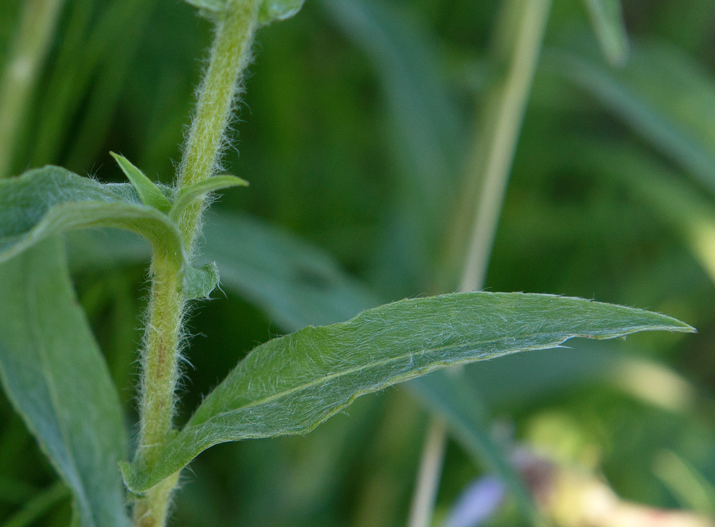 Изображение особи Inula britannica.