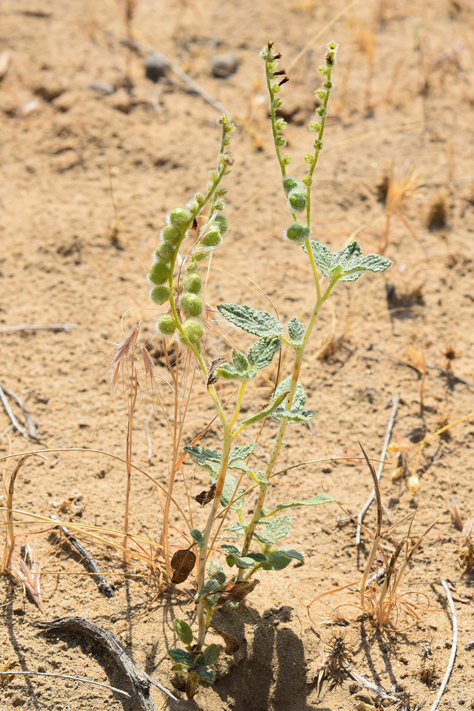 Image of Argusia sogdiana specimen.