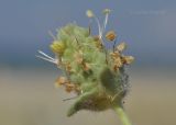 Plantago arenaria