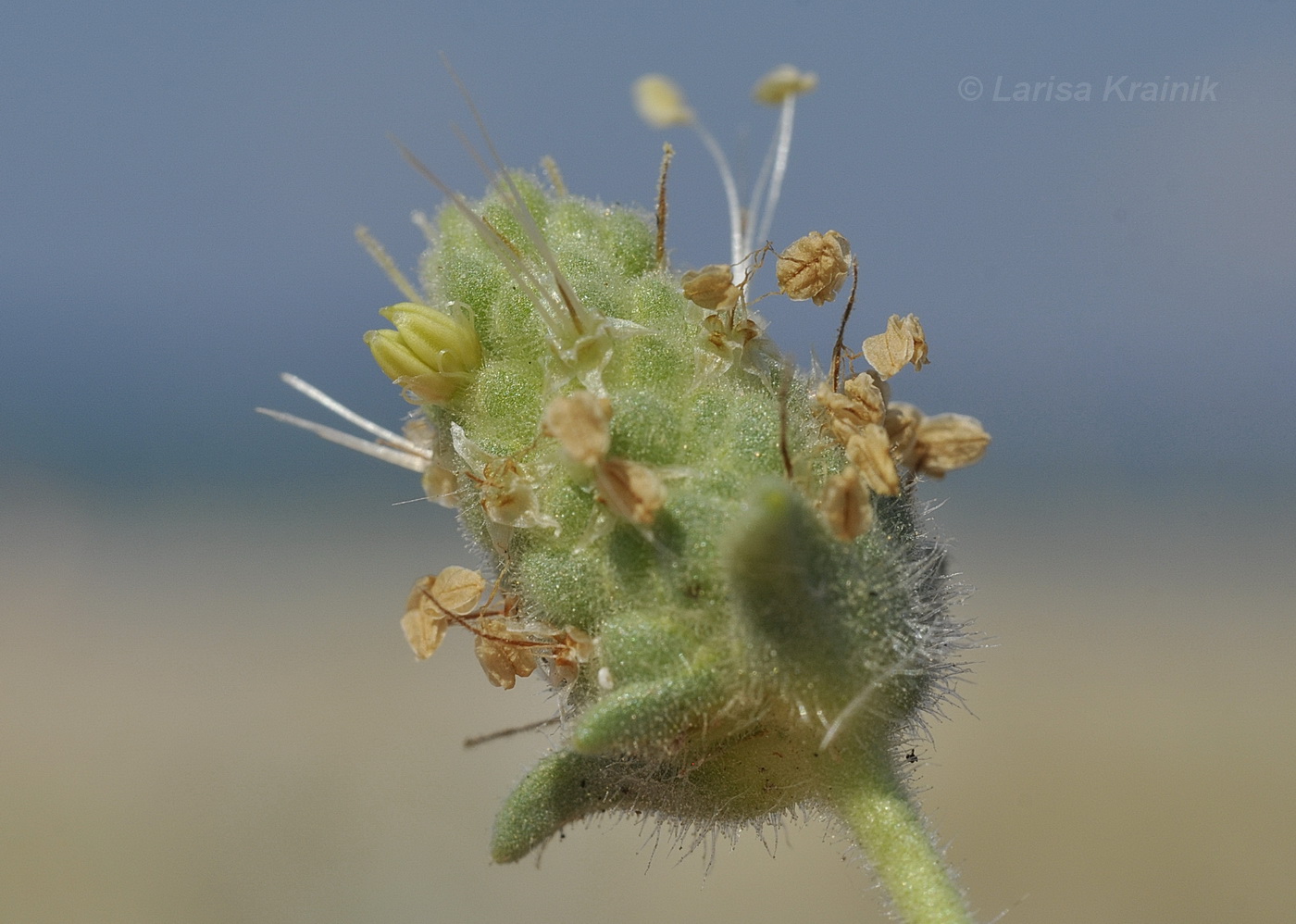 Image of Plantago arenaria specimen.