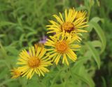 Inula salicina. Соцветия. Тверская обл., г. Тверь, пос. им. Крупской, пруды-шламонакопители золоотвала ТЭЦ-4, сухой луг. 16 июля 2022 г.