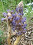 Orobanche coerulescens