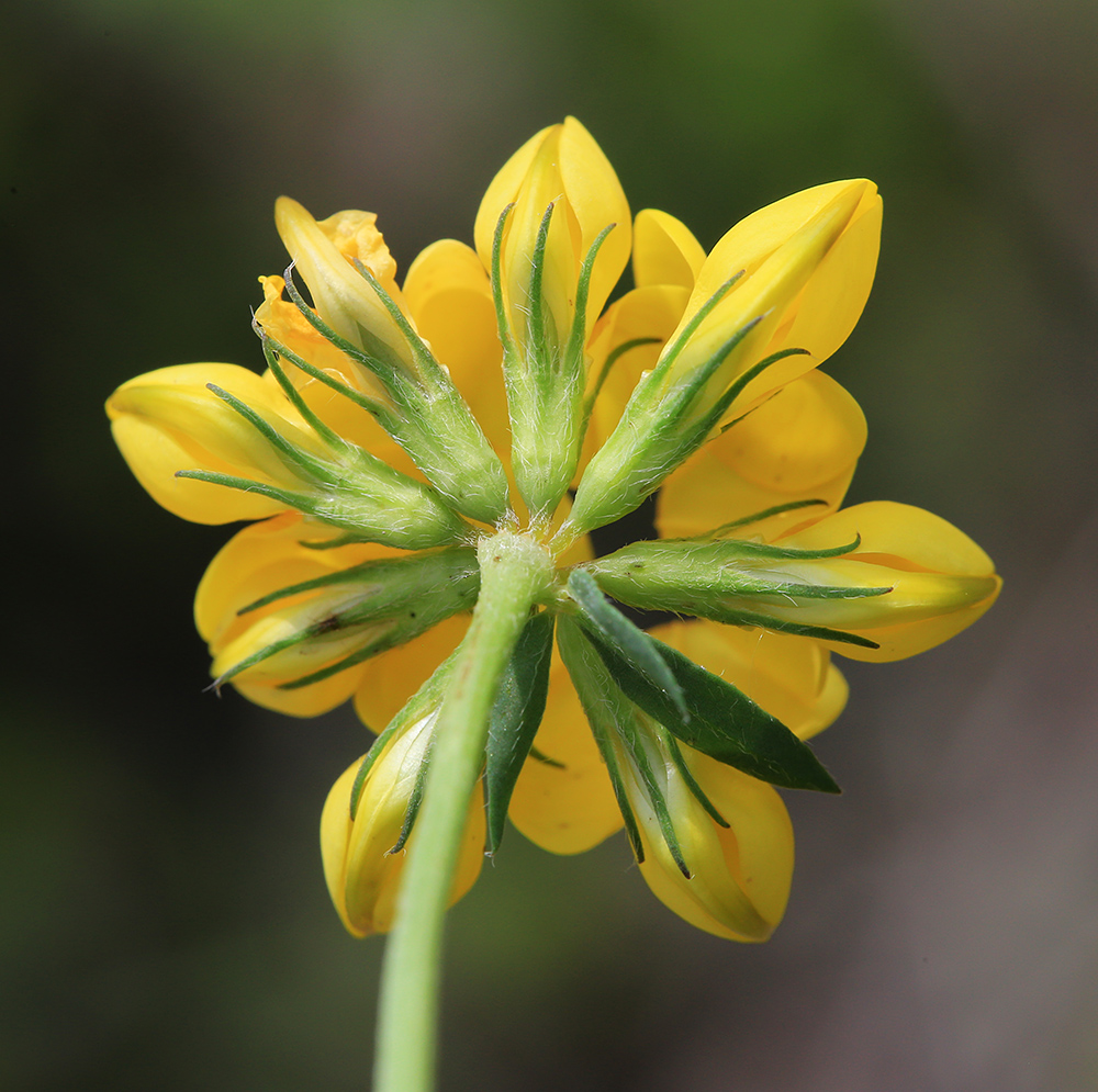 Image of Lotus corniculatus specimen.