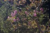 genus Lagerstroemia. Ветвь цветущего растения. Крым, городской округ Ялта, пгт Форос, парк. 25.09.2022.