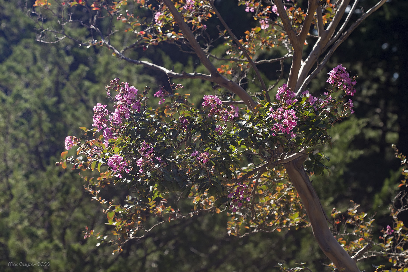 Изображение особи род Lagerstroemia.