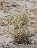 Salsola turkestanica. Плодоносящее растение. Узбекистан, Ферганская обл., Язъяванский р-н, Язъяванские пески, частично закреплённые дюны. 17 сентября 2022 г.