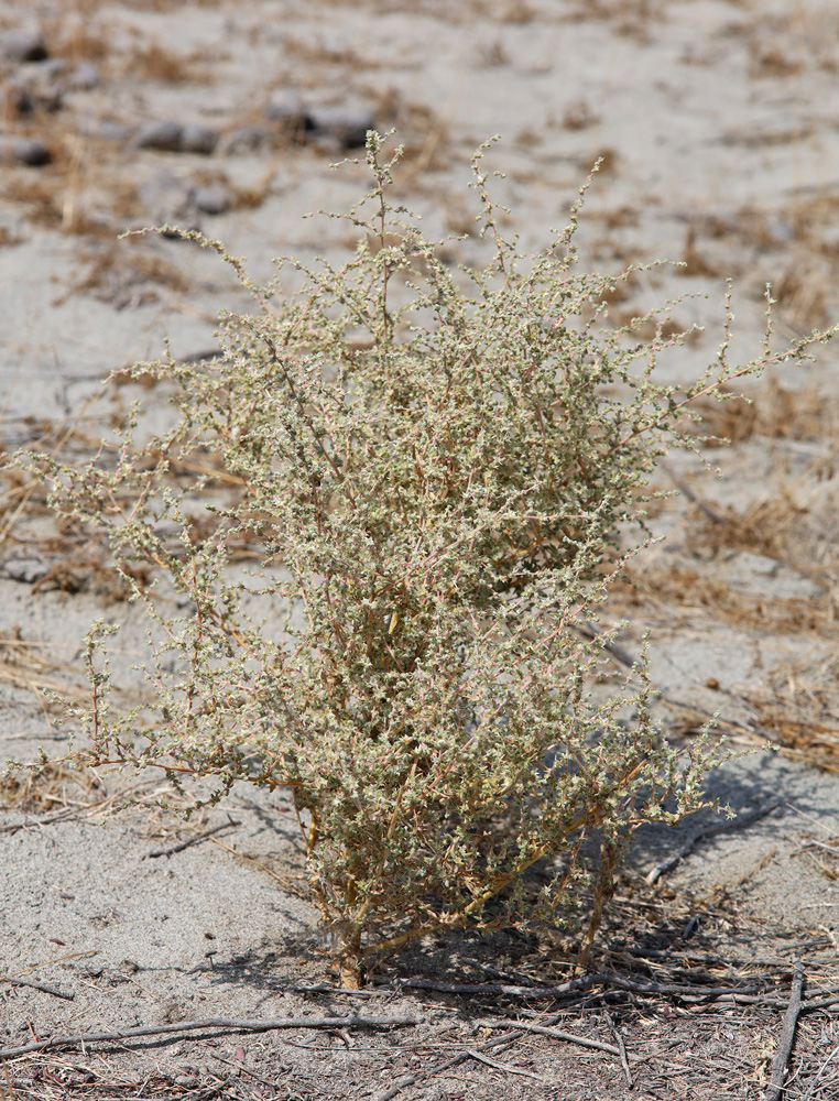 Изображение особи Salsola turkestanica.