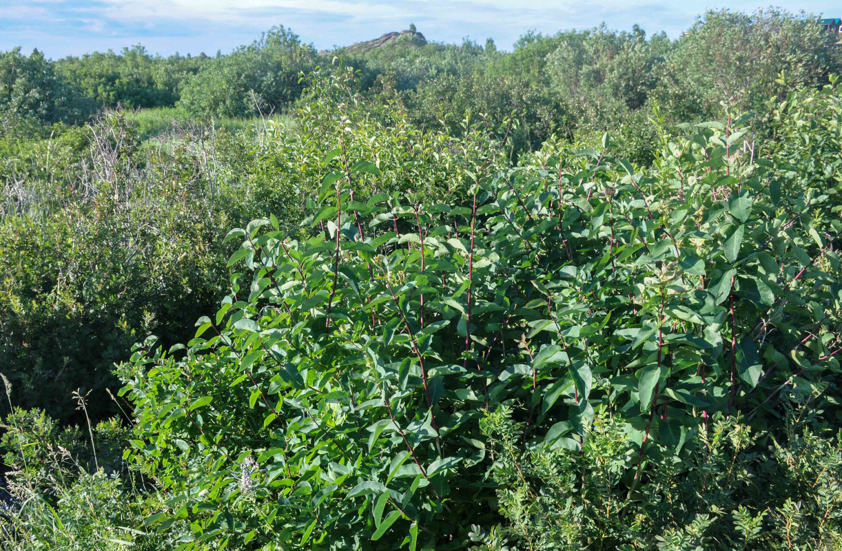Image of Lonicera tatarica specimen.