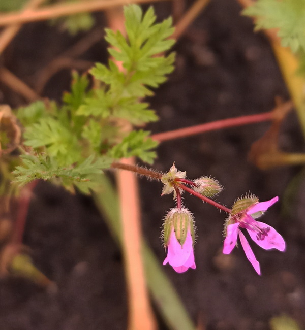 Изображение особи Erodium cicutarium.