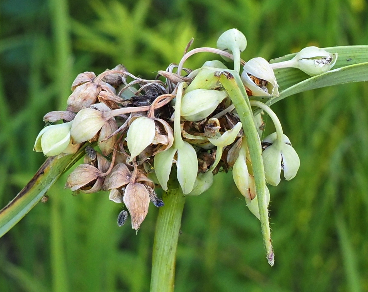 Image of Tradescantia ohiensis specimen.