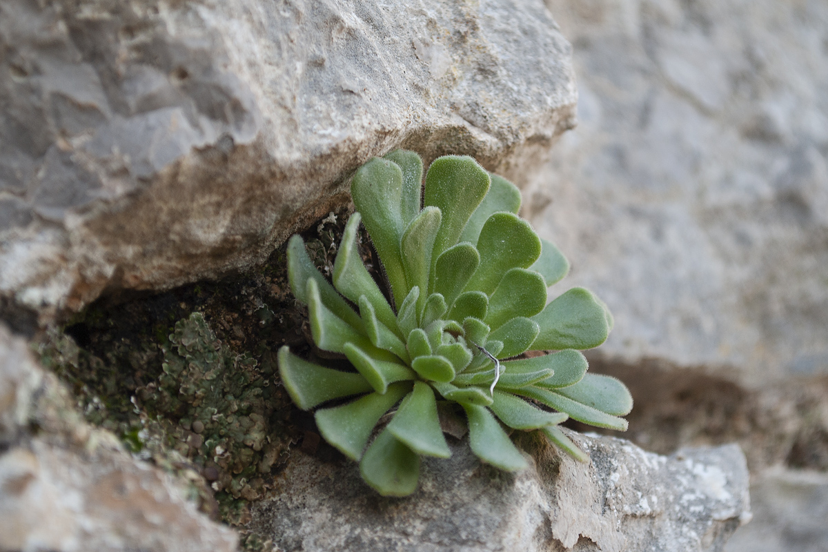 Image of genus Rosularia specimen.