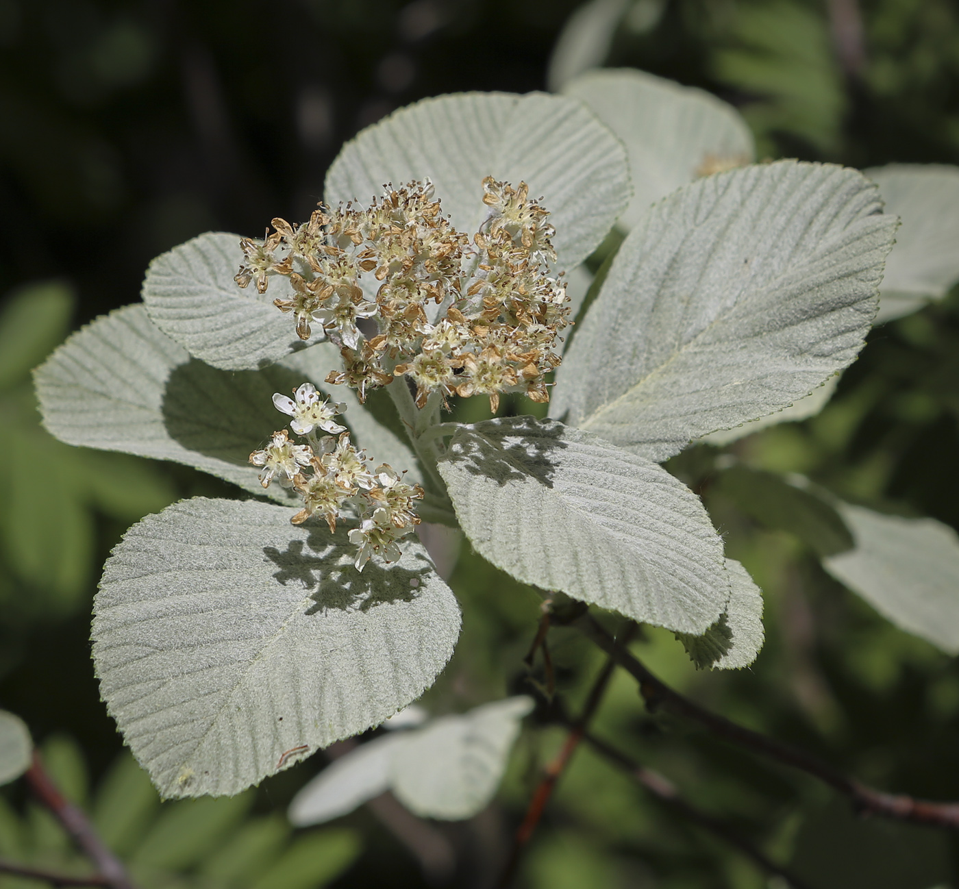 Изображение особи Sorbus aria.