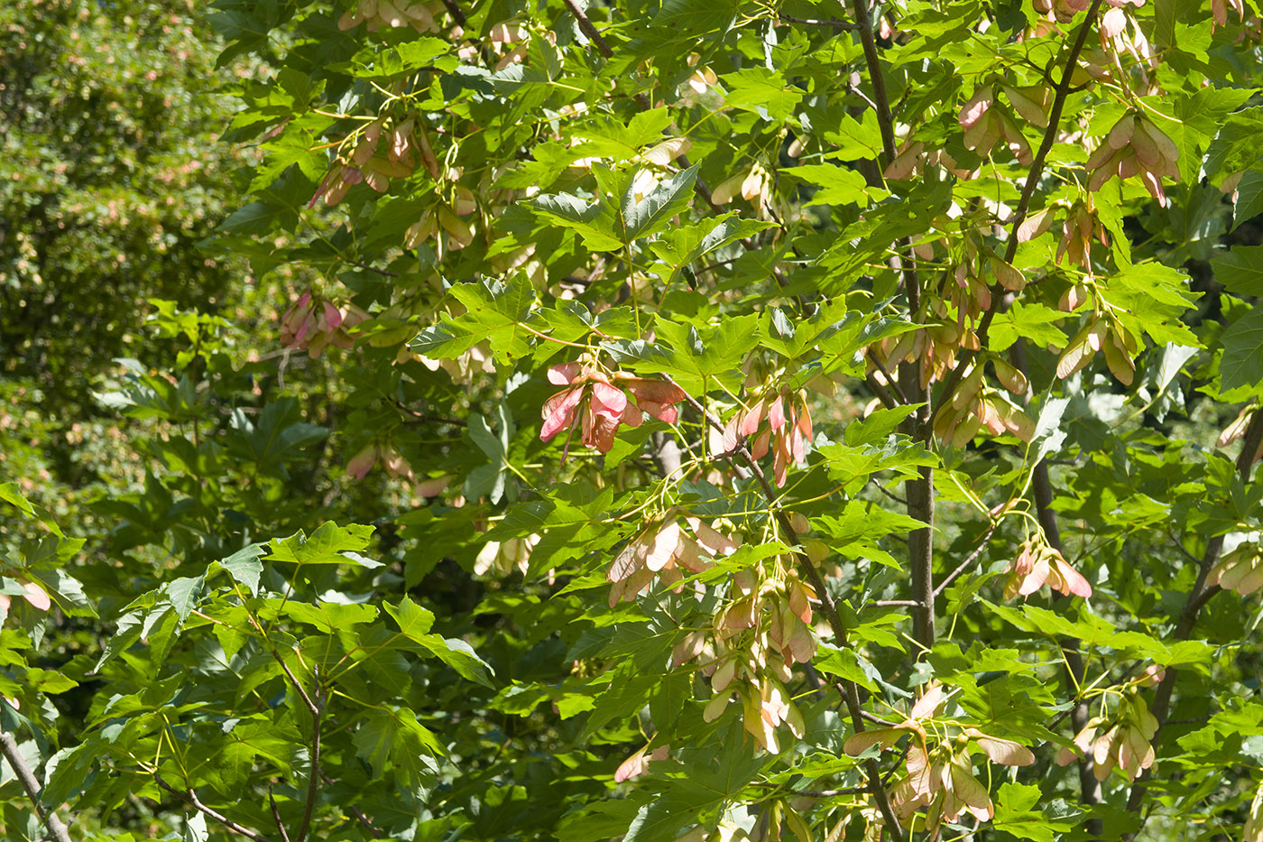 Image of Acer trautvetteri specimen.