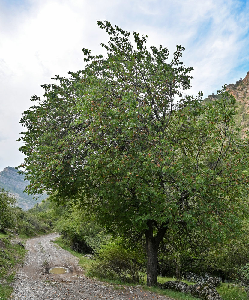 Изображение особи Armeniaca vulgaris.