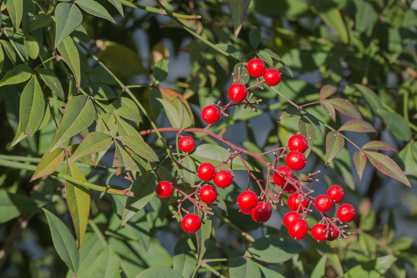 Изображение особи Nandina domestica.