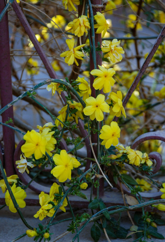 Изображение особи Jasminum mesnyi.