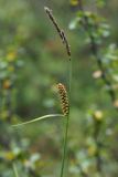 Carex rotundata
