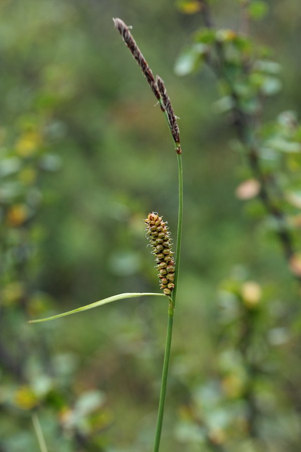 Image of Carex rotundata specimen.