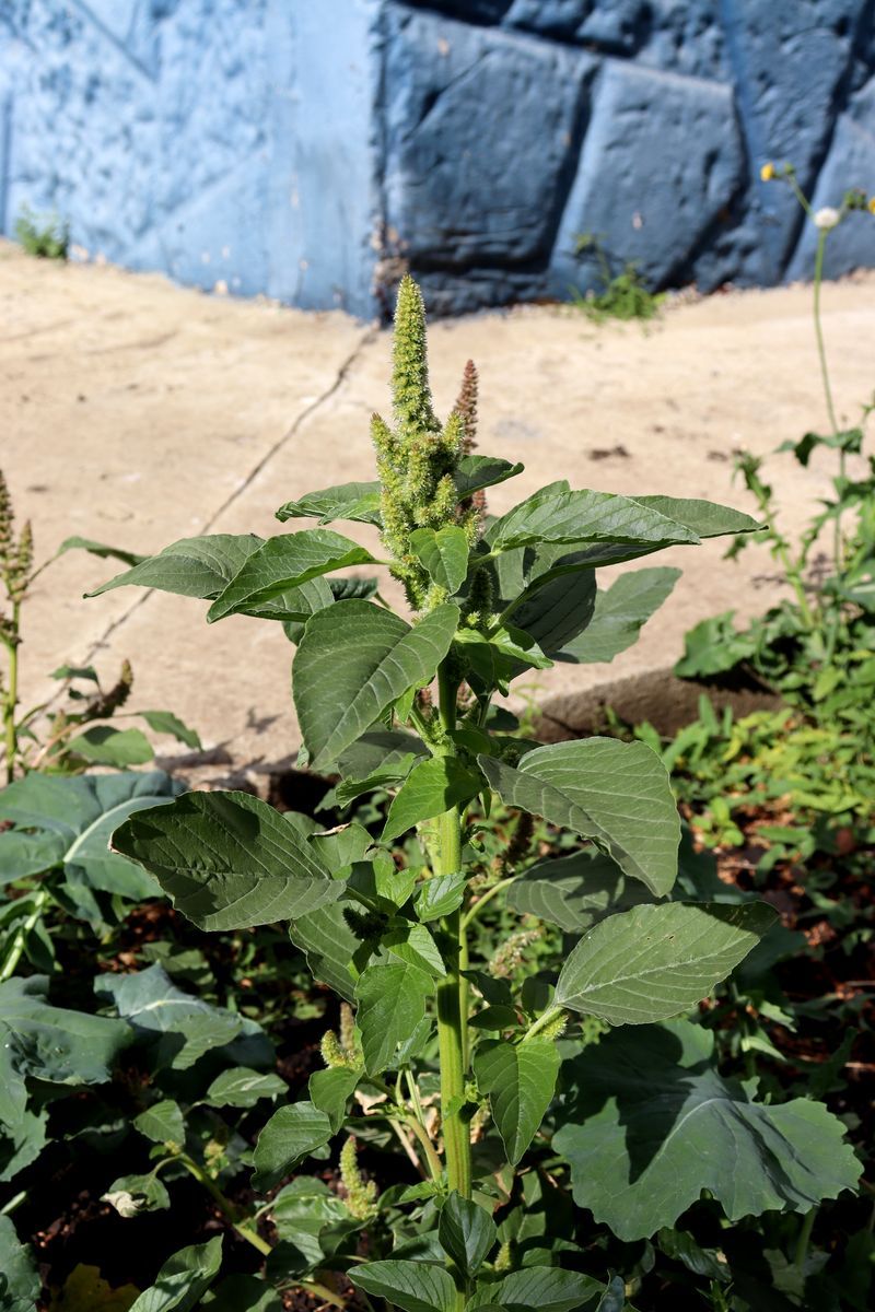 Изображение особи Amaranthus retroflexus.