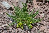 Astragalus lithophilus