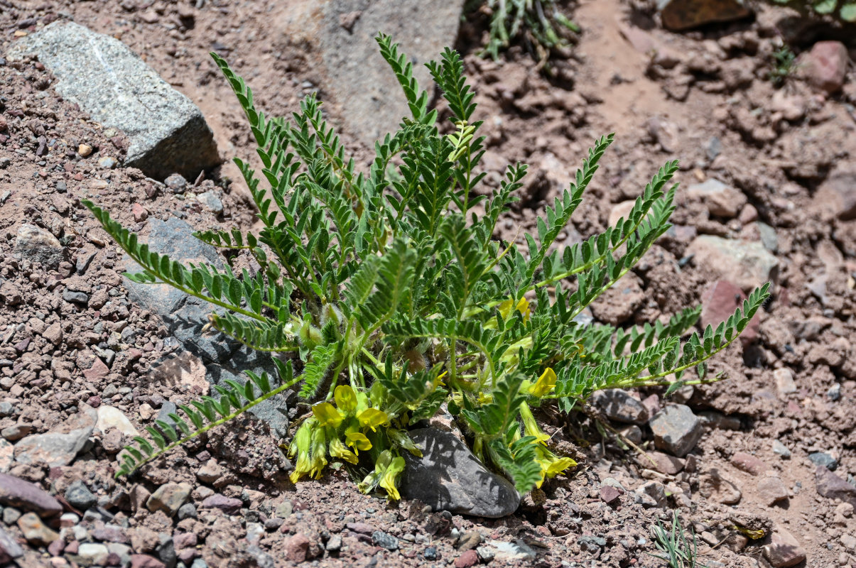 Image of Astragalus lithophilus specimen.