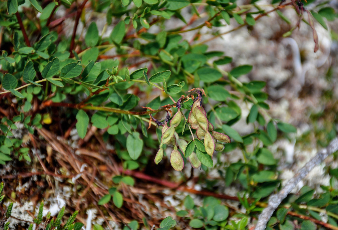 Image of Hedysarum branthii specimen.