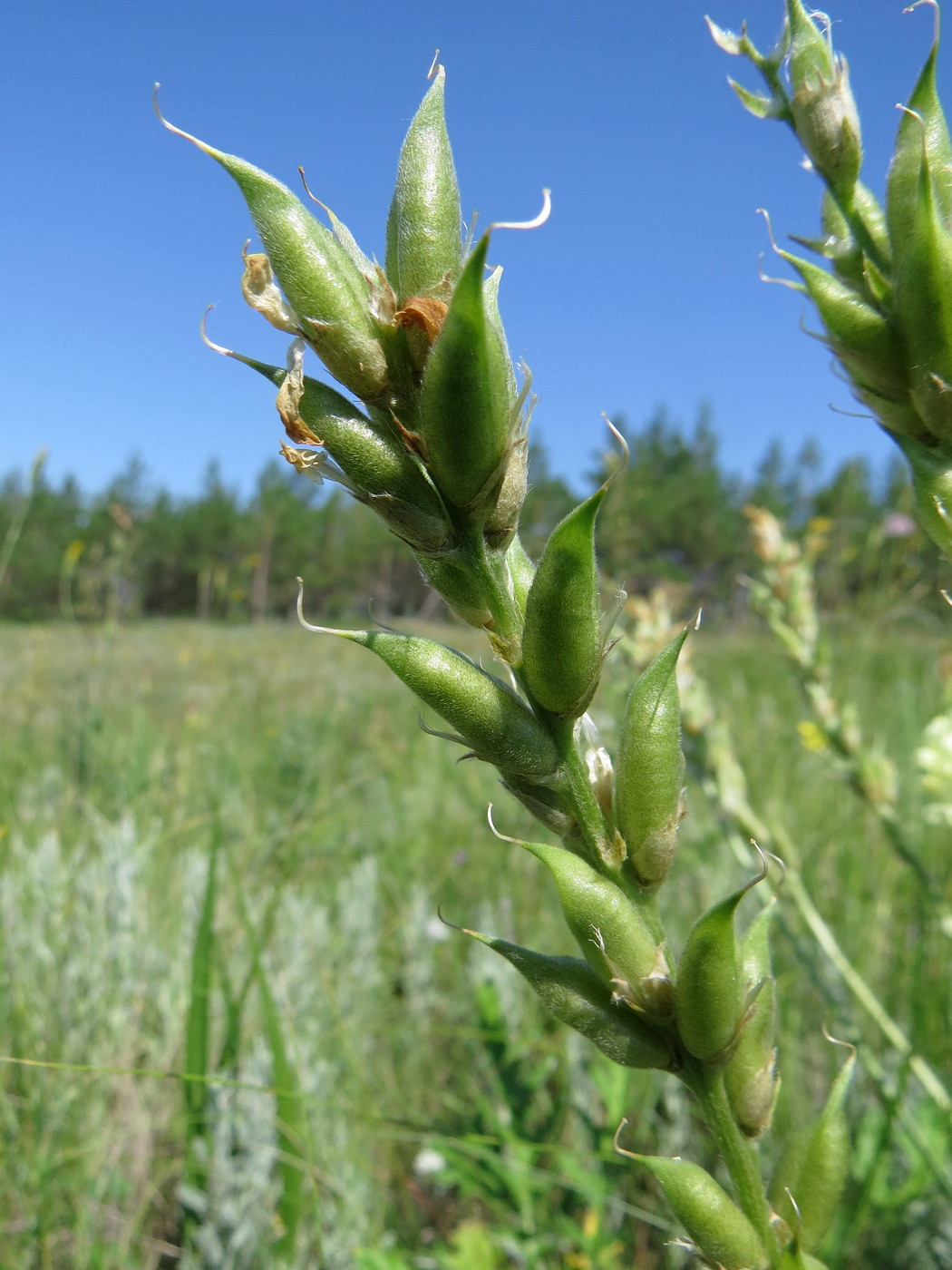 Image of Oxytropis hippolyti specimen.