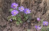 Anemone blanda