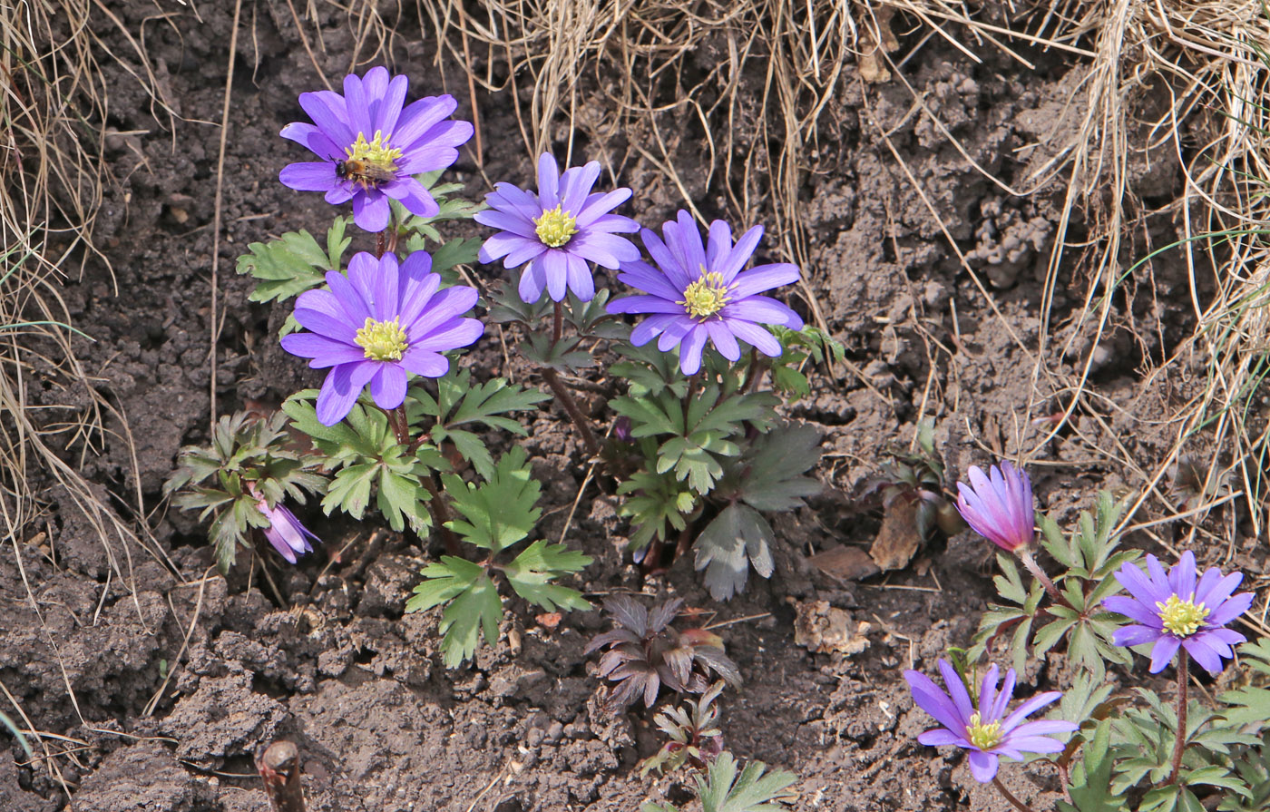 Изображение особи Anemone blanda.