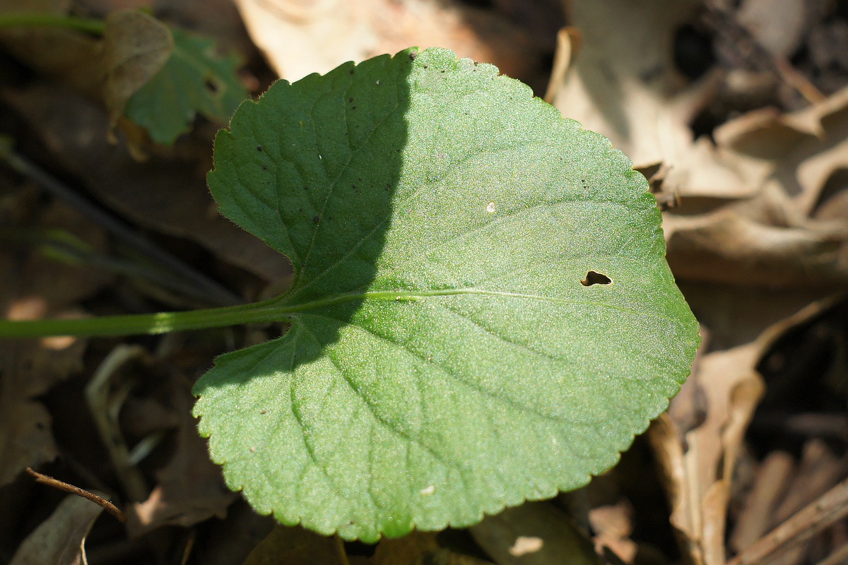 Image of genus Viola specimen.