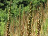 Eremurus spectabilis