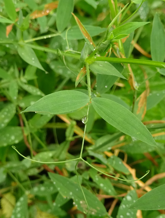Image of Lathyrus pratensis specimen.
