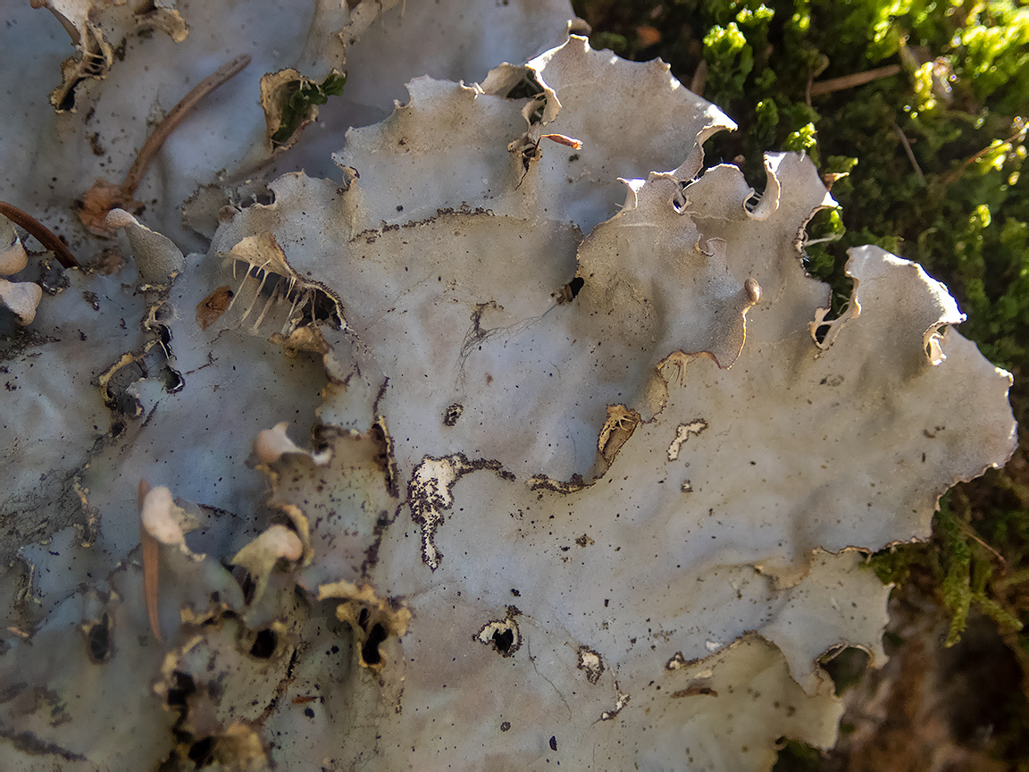 Image of Peltigera canina specimen.