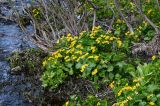 Caltha palustris